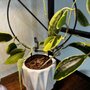Photo of Wild Roots Nursery