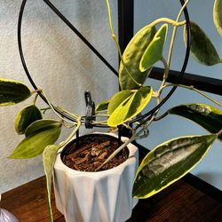 Wild Roots Nursery - Variegated Hoya Macrophylla (purchased at Wild Roots).