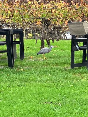 Wild Estate - The Untamed Winery by null