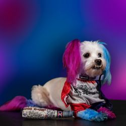 The Paw Shop - They always make my pupper photo ready!