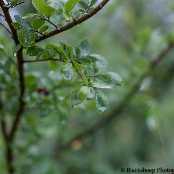 Walnut Creek Recreation Area - Rain on leaves.   Very artsy. - Dog Parks Near Me - Papillion, Nebraska