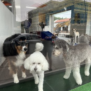 Dog-E-Den Hollywood - Pet Groomers Near Me - Los Angeles, California