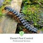 Daniel Pest Control