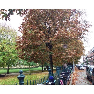 Sarphatipark by null