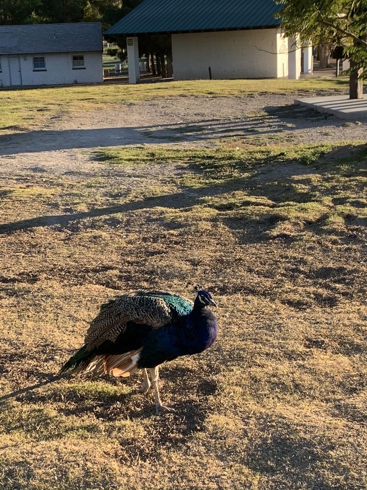 Floyd Lamb Park At Tule Springs 1129 Photos & 211 Reviews Parks