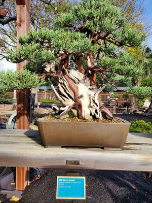 Bonsai Garden by null
