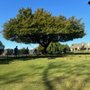 Photo of Sam's Tree Service & Stump Grinding  