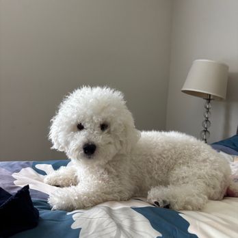 PetSmart - Before his haircut. - Pet Training Near Me - Stuart, Florida PetSmart - Before his haircut. - Pet Training Near Me - Stuart, Florida
