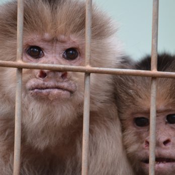 Noah's Ark Animal Sanctuary - whatchalookinat? - Animal Shelters Near Me - Locust Grove, Georgia