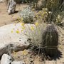 Photo of Anza-Borrego Desert Garden