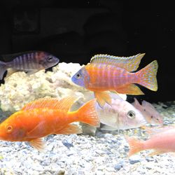 Fluid Dynamics International - Assorted African Cichlids