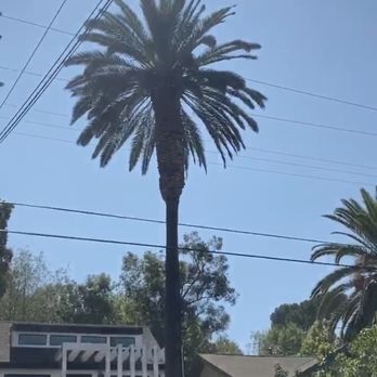 Inexpensive Tree Services - Tree Services Near Me - Los Angeles, California