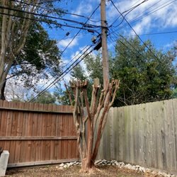 Al's Tree Service - Over the years, had mingled into overhead lines.