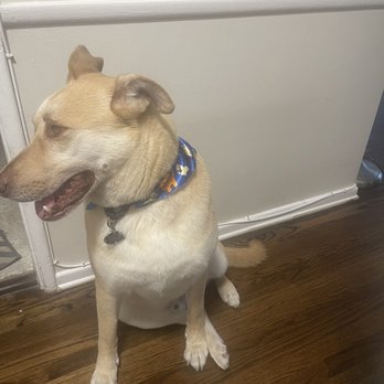 Happiness Grooming - Camera shy but look at that bandana! - Pet Groomers Near Me - Van Nuys, California Happiness Grooming - Camera shy but look at that bandana! - Pet Groomers Near Me - Van Nuys, California