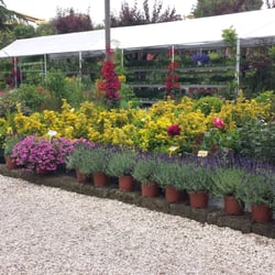 Vivai d'Antoni - Fiori, colori, primavera :)
