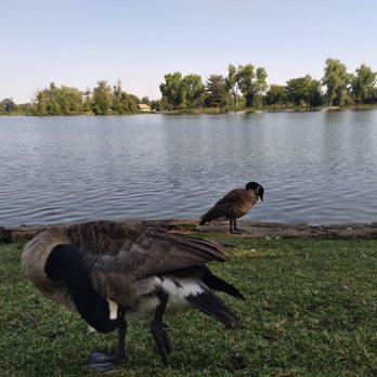 Lodi Lake - Geese in July 2024 - Lakes Near Me - Lodi, California Lodi Lake - Geese in July 2024 - Lakes Near Me - Lodi, California