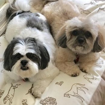 Caring Pet Crematory - My little helpers - Pet Cremation Services Near Me - Sacramento, California