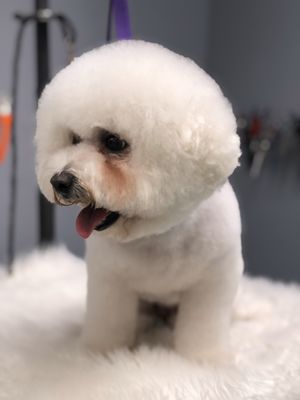 Best Friends Grooming