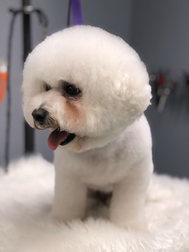 BEST FRIENDS GROOMING Updated June 2024 45 Photos 1840 N Lee