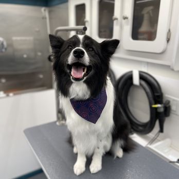 Sunset Grooming - Pet Groomers Near Me Sunset Grooming - Pet Groomers Near Me