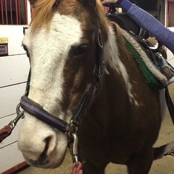 Memory Lane Stables - Learned about horse care with this horse & One of the awesome gals that works with the horses. - Horseback Riding Near Me - Willow Springs, Illinois