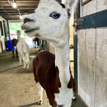 Harvard Alpaca Ranch - Attraction Farms Near Me - Harvard, Massachusetts