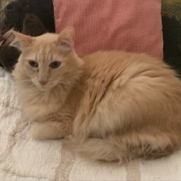 Cheeto home now feeling better Cheeto home now feeling better