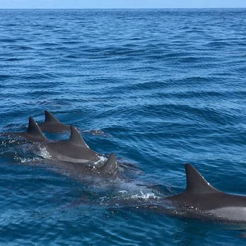 Kauai Sea Tours - Spinner dolphins - Boating Near Me - Eleele, Hawaii