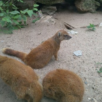 Tiergarten - Zoos Near Me - Eisenberg, TH
