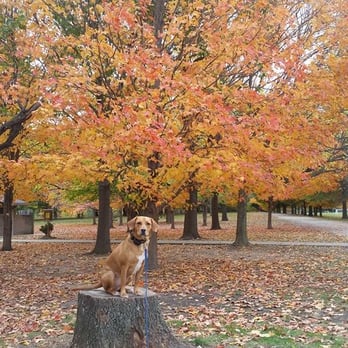 Louisville Dog Wizard - Ben placing on a tree stump. - Pet Training Near Me - LaGrange, Kentucky Louisville Dog Wizard - Ben placing on a tree stump. - Pet Training Near Me - LaGrange, Kentucky