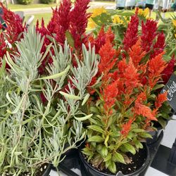 Clayton Farmers Market - Gorgeous plants.