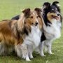 Photo of Stirling Collies