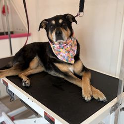 Bark and Boujee - Harlie posing for Maggie!