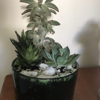 Ballantyne Gardens - Great succulent dish - Gardeners Near Me - Liverpool, New York
