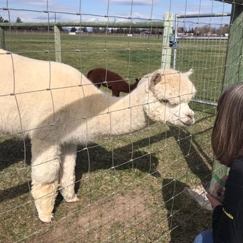 Crescent Moon Ranch - Feeding the alpacas - Ranches Near Me - Terrebonne, Oregon Crescent Moon Ranch - Feeding the alpacas - Ranches Near Me - Terrebonne, Oregon