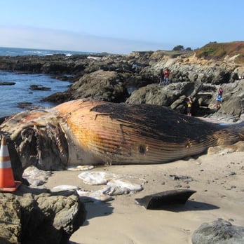 Bean Hollow State Beach - Blue Whale Carcass - Beaches Near Me - Pescadero, California Bean Hollow State Beach - Blue Whale Carcass - Beaches Near Me - Pescadero, California