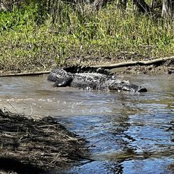 New Orleans Airboat Swamp Tours