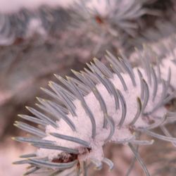 Campbell Park - Beautiful blue spruce