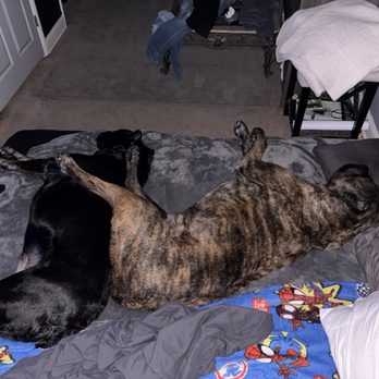 Salem Veterinary Services - Max and mads getting some beauty sleep - Veterinarians Near Me - Northville, Michigan Salem Veterinary Services - Max and mads getting some beauty sleep - Veterinarians Near Me - Northville, Michigan