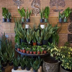 Gardener’s Outpost - Plants