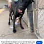 Photo of Cindy Gehring Dog Trainer