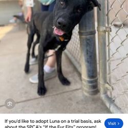 Cindy Gehring Dog Trainer - Please asking and l been praying l just want my baby girl back l went to the animal shelter on Monterey in San Jose