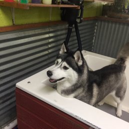 Leyla- Snowmist's Doen 'N' Flirty - getting her groom on!! Leyla- Snowmist's Doen 'N' Flirty - getting her groom on!!