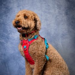 Happy Puppy Kingdom - his little photoshoot at daycare