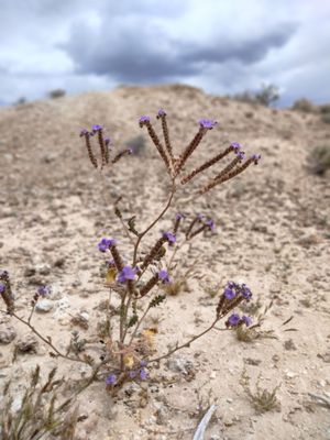 Tule Springs Fossil Beds National Monument by null