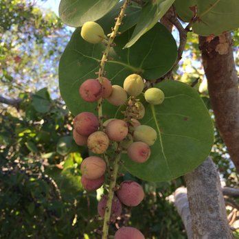 Desoto National Memorial - Wild, edible (and yummy!) sea grapes - Parks Near Me - Bradenton, Florida Desoto National Memorial - Wild, edible (and yummy!) sea grapes - Parks Near Me - Bradenton, Florida