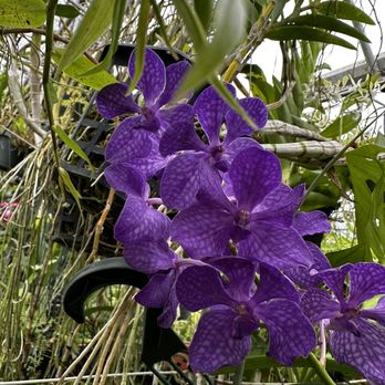 Ritter Tropic 1 Orchids - Vanda - Nurseries & Gardening Near Me - Kissimmee, Florida