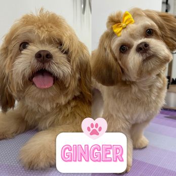 Paws & Bubbles - Ginger 
She is so adorable, she is only 6 month old but she behave very good. - Pet Groomers Near Me - Homestead, Florida