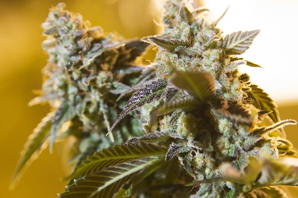 Telluride Bud Company - Telluride - Marijuana Dispensary by null
