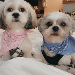 Bonnie's Dog & Cat Grooming - Perfect cuts
